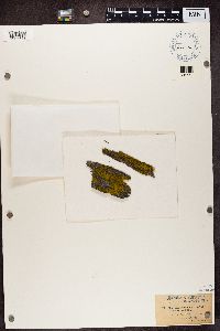 Candelariella vitellina image