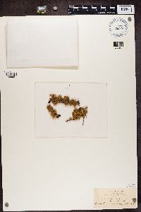 Ramalina dilacerata image