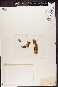 Ramalina dilacerata image