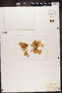 thumbnail image of current specimen