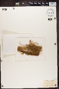 Usnea ceratina image