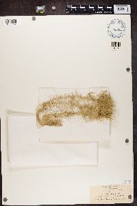 Usnea longissima image