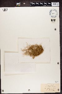 Usnea cavernosa image