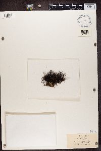 Coelocaulon divergens image