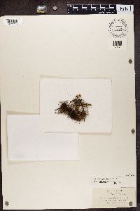 Bryoria fuscescens image