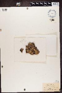 Parmotrema crinitum image