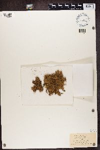 Punctelia subflava image