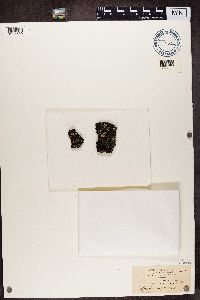 Parmelia saxatilis image