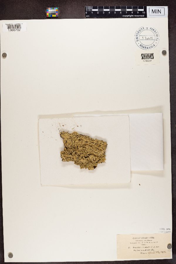 Flavoparmelia caperata image