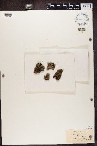 Phaeophyscia orbicularis image