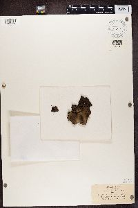 Umbilicaria muehlenbergii image