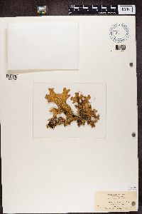 Lobaria pulmonaria image