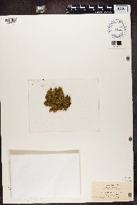 Pseudocyphellaria crocata image