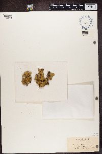 Lobaria scrobiculata image