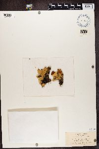 Nephroma arcticum image
