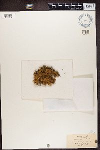 Nephroma laevigatum image