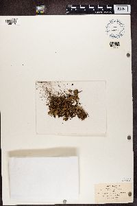 Peltigera aphthosa image