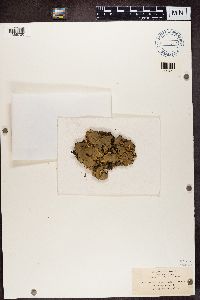 Peltigera horizontalis image