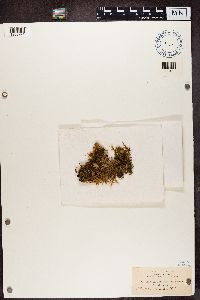 Peltigera rufescens image