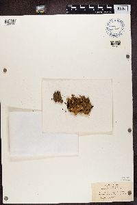 Peltigera canina image