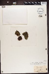 Leptogium palmatum image