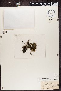 Thumbnail image of current specimen