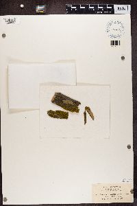 Candelariella vitellina image