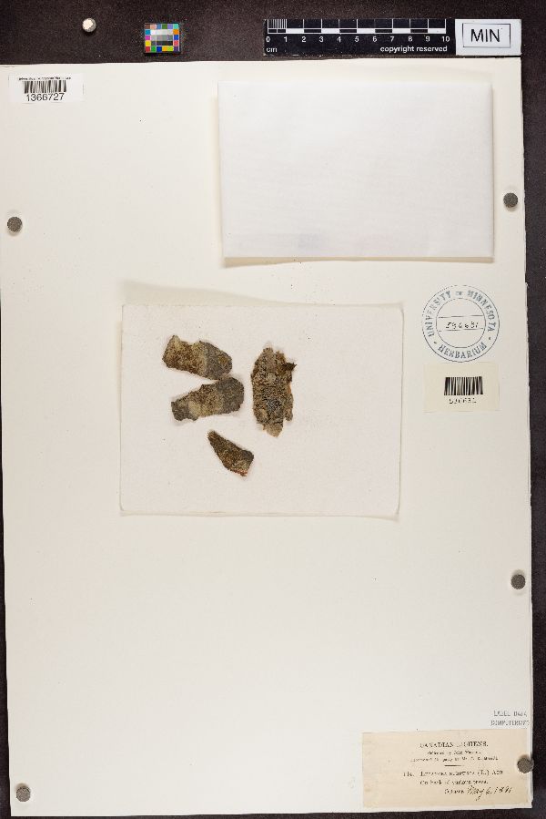 Lecanora allophana image