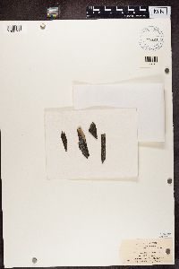 Myriolecis hagenii image