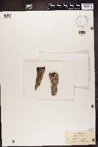 Thumbnail image of current specimen