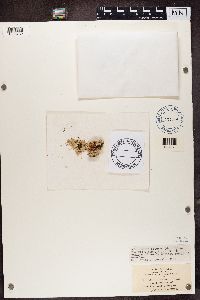 Lecanora tartarea image