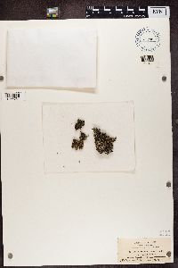 Stereocaulon paschale image