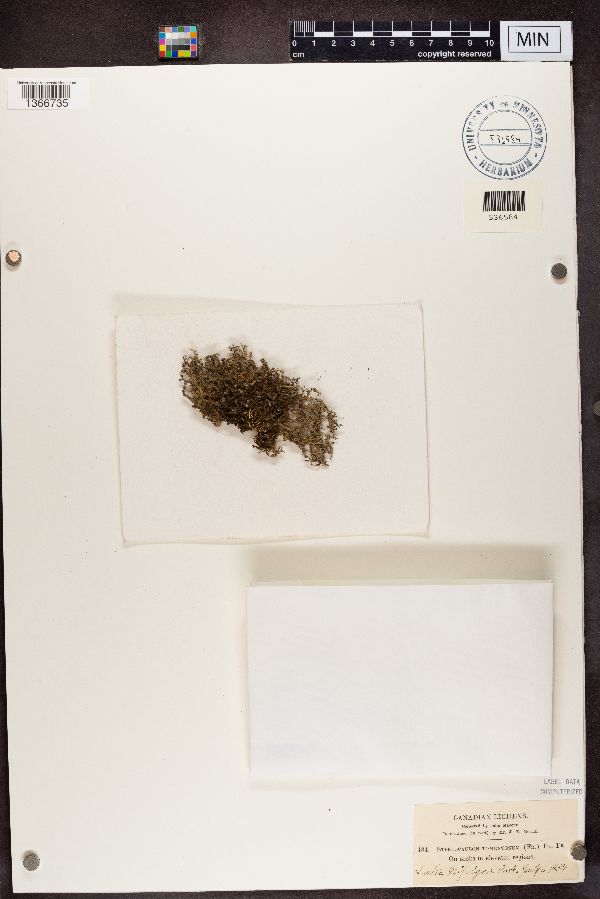 Stereocaulon tomentosum image