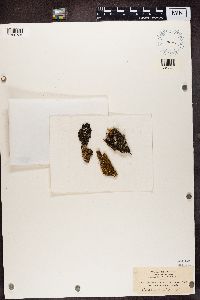 Cladonia fimbriata image