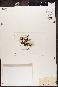 Cladonia cornuta image