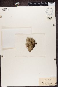 Cladonia turgida image