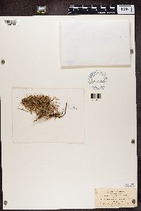 Cladonia crispata image