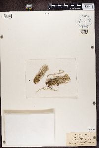 Cladonia furcata image