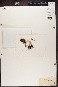 Cladonia scabriuscula image