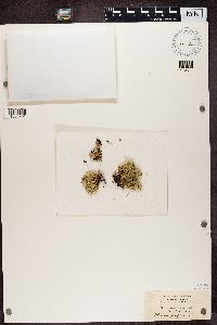 Cladonia uncialis image