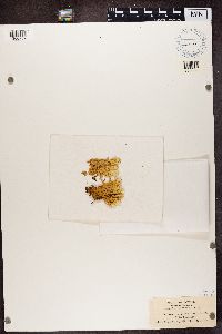 Cladonia uncialis image