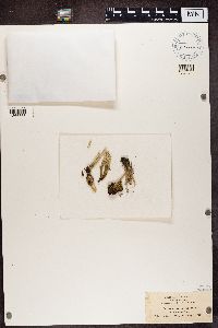 Cladonia deformis image