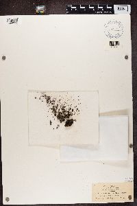 Trapeliopsis granulosa image