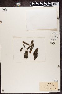 Lecidea varians image