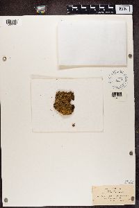 Biatora sphaeroides image