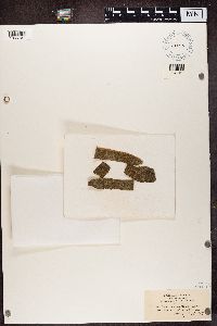 Bacidia rubella image