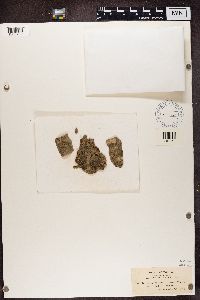 Bacidia polychroa image