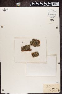 Buellia parasema image