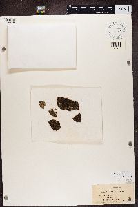 Buellia parasema image