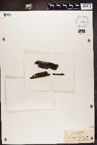 Amandinea punctata image